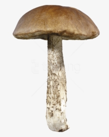 Mushroom,penny Bun,agaric,bolete,edible Mushroom,medicinal - Mushroom Png, Transparent Png, Transparent PNG