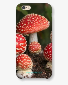 Amanita Muscaria Iphone, HD Png Download, Transparent PNG