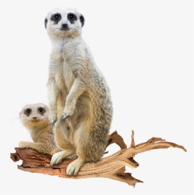 Suricata Png, Transparent Png, Transparent PNG