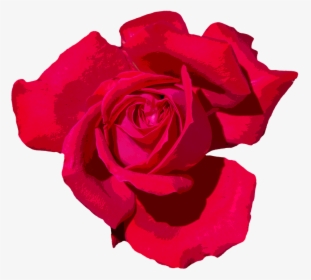 Rose, Love, Romantic, Red Rose, Red, Flowers, Blossom - Red Romantic Png Rose, Transparent Png, Transparent PNG