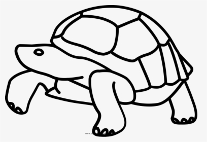 Galápagos Islands Tortoise Turtle Drawing Clip Art - Drawing Of Tortoise Tail, HD Png Download, Transparent PNG