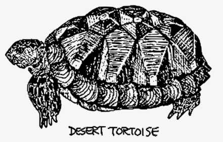 Desert Tortoise - Tortuga De Desierto Dibujo, HD Png Download, Transparent PNG