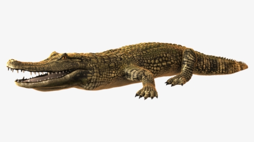 Caiman Png, Transparent Png, Transparent PNG