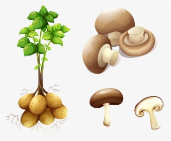 Potato Plant Stem Royalty-free Clip Art - Stem Potato, HD Png Download, Transparent PNG