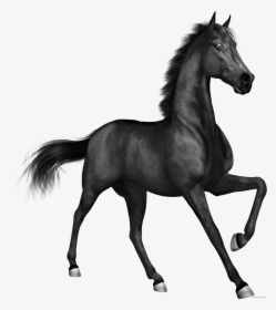 Horse Page Of Clipartblack Com Animal Free - Black Horse Png Hd, Transparent Png, Transparent PNG