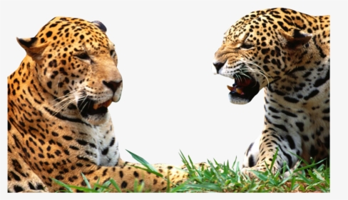 Transparent Leopard Png - Jacksonville Jaguars Funny Memes, Png Download, Transparent PNG