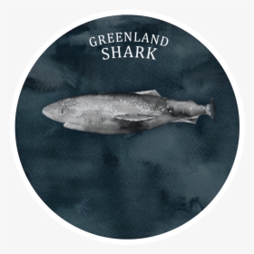 Info-shark - Trout, HD Png Download, Transparent PNG
