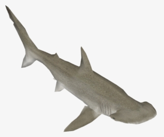 Bonnethead Shark - Bronze Hammerhead Shark, HD Png Download, Transparent PNG