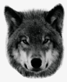 Wolf - Lobo Png, Transparent Png, Transparent PNG