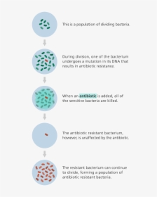Illustration Showing How A Population Of Bacteria Can - Does Antibiotic Resistance Occur, HD Png Download, Transparent PNG