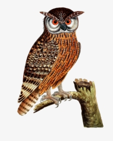 Owl, Eagle Owl, Bird, Bird Of Prey, Isolated, Vintage - Imagenes De Aves Buho, HD Png Download, Transparent PNG