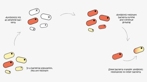 Antibiotic Stopping Reproduction In Bacteria, HD Png Download, Transparent PNG