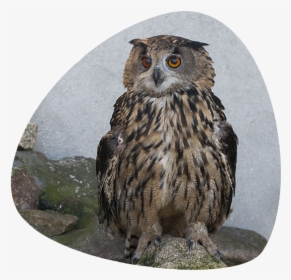 Falconiformes, HD Png Download, Transparent PNG