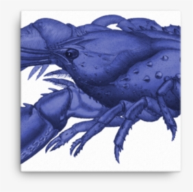 Serrated Lobster, Cancer Serratus, HD Png Download, Transparent PNG
