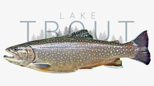 Lake Trout - Truite Omble De Fontaine, HD Png Download, Transparent PNG