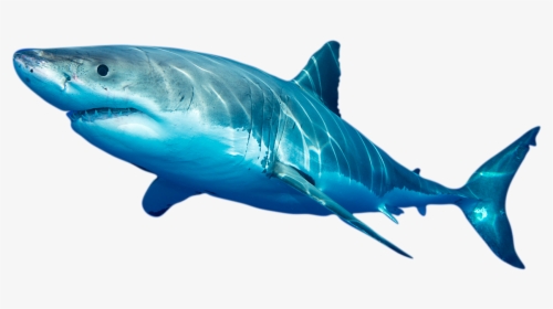 Photo Of White Shark - Swordfish, HD Png Download, Transparent PNG