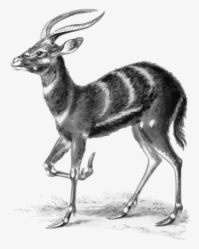 Antelope,springbok,musk Deer - Ernst Haeckel Animals, HD Png Download, Transparent PNG