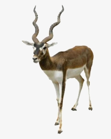 Hd Beautiful Tibetan Antelope Static Png - Clipart Of Black Buck, Transparent Png, Transparent PNG