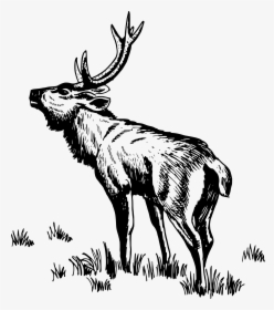 Antelope Clipart Rusa - Vector Rusa, HD Png Download, Transparent PNG