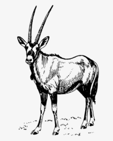 Antelope,monochrome Photography,deer - Oryx Clipart, HD Png Download, Transparent PNG