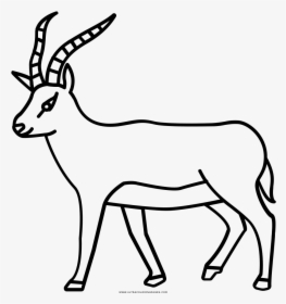 Antelope Coloring Page - Disegno Antilope, HD Png Download, Transparent PNG