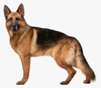 Dog German Shepherd Png, Transparent Png, Transparent PNG