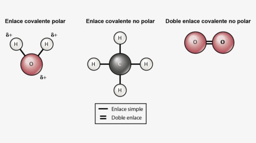 Polar And Nonpolar Diagram, HD Png Download, Transparent PNG