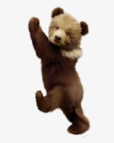 Polar Bear American Black Bear Bear Cub Portable Network, HD Png Download, Transparent PNG