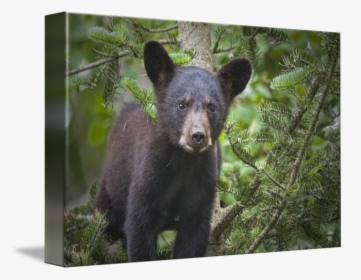 Black By Randall Nyhof - American Black Bear, HD Png Download, Transparent PNG