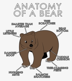 Anatomy Of A Bear, HD Png Download, Transparent PNG
