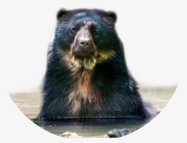 Tremarctos Ornatus Spectacled Bear - Oso De Anteojos Png, Transparent Png, Transparent PNG