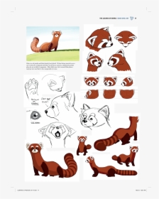 Black Footed Red Panda Ferret, HD Png Download, Transparent PNG