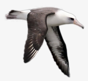 Albatross Png Image - Loon, Transparent Png, Transparent PNG
