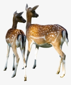 Animal World, Hirsch, Doe, Fallow Deer, Kitz - Deer Doe Png, Transparent Png, Transparent PNG