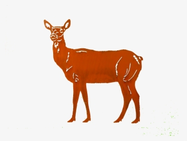 Doe Small Larger Image - White-tailed Deer, HD Png Download, Transparent PNG