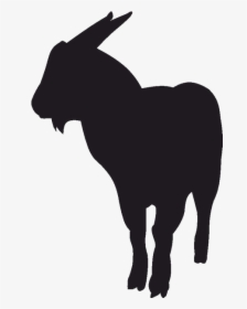 Pygmy Goat Landscapegoats Llc Sheep Black Bengal Goat - Black Bengal Goat Hd, HD Png Download, Transparent PNG