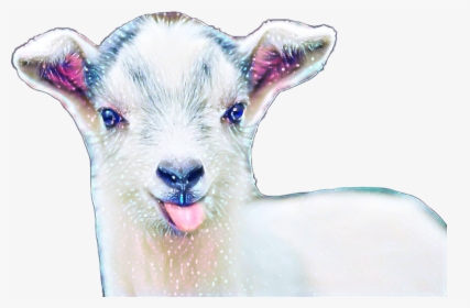 #babygoat #challenge - Baby Goat, HD Png Download, Transparent PNG