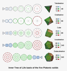 Inner Tree Of Life Basis Of The 5 Platonic Solids    - Circle, HD Png Download, Transparent PNG