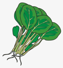 Hot Pot Leaf Vegetable Spinach Clip Art - Spinach Clipart Png, Transparent Png, Transparent PNG