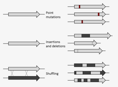 De Mutations - Directed Protein Evolution Limitation, HD Png Download, Transparent PNG