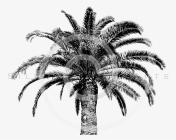 Thumb Image - Vintage Palm Tree Black White, HD Png Download, Transparent PNG