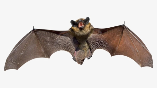 Real Bat Png Background Image - Bat Png, Transparent Png, Transparent PNG