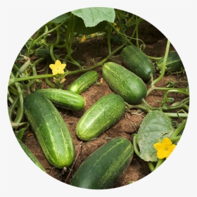 Squash Plant Vs Cucumber Plant, HD Png Download, Transparent PNG