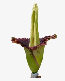 Titan Arum Flower Png, Transparent Png, Transparent PNG