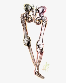 Skeleton Leg Png, Transparent Png, Transparent PNG