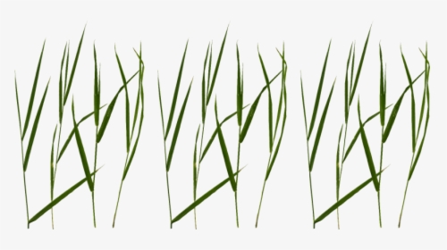 Free Png Grass Blade Texture Png Image With Transparent - Free Grass Blade Texture, Png Download, Transparent PNG