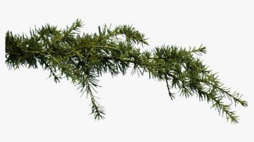 Fir, Branch, Conifer, Pine, Clipping, Png, Graphics - Transparent Background Pine Branch Png, Png Download, Transparent PNG