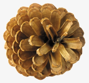 Conifer Cone,pine,plant,pine Family,natural Material - Pine Cone Top View, HD Png Download, Transparent PNG