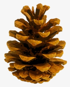 Coulter Pine Conifer Cone Autumn Leaf Color Fir - Autumn Pine Cone, HD Png Download, Transparent PNG