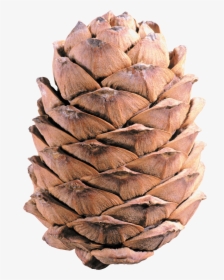 Pine Cone Png Image Free Download - Pine Cone Transparent Background, Png Download, Transparent PNG